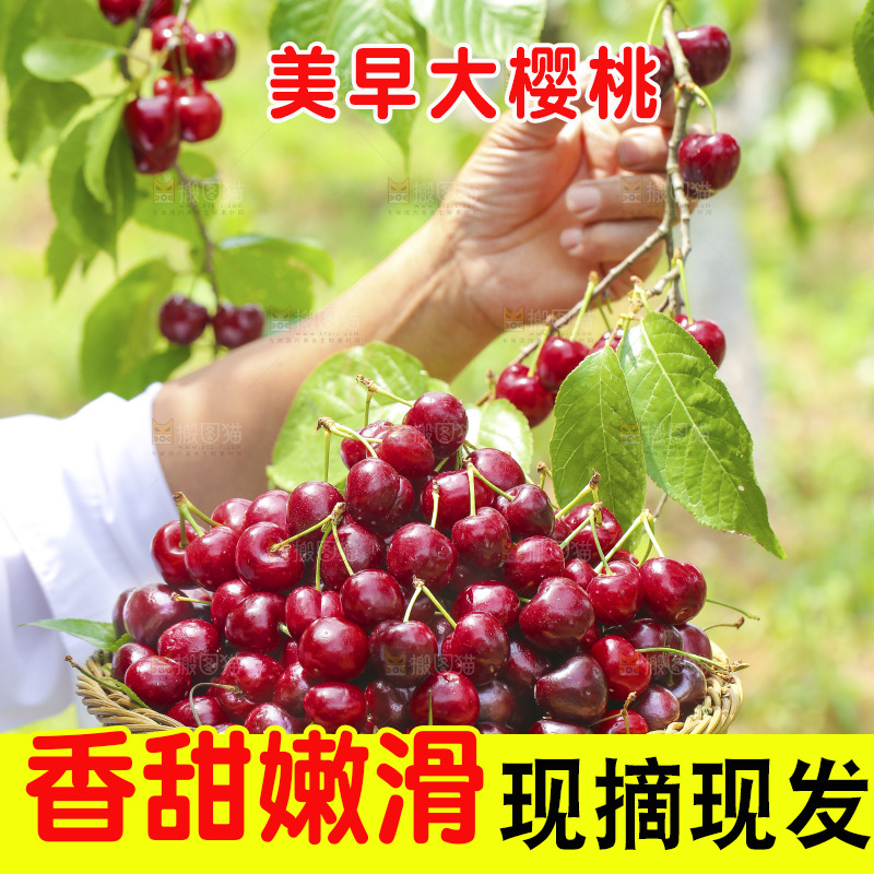 手里拿着新鲜大樱桃