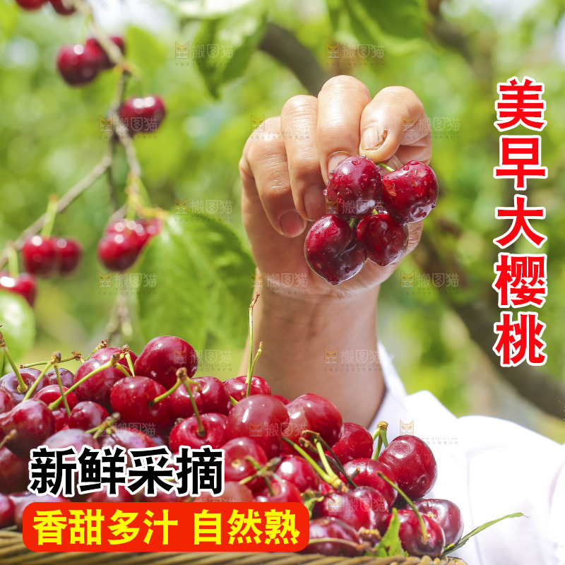 手里拿着新鲜大樱桃