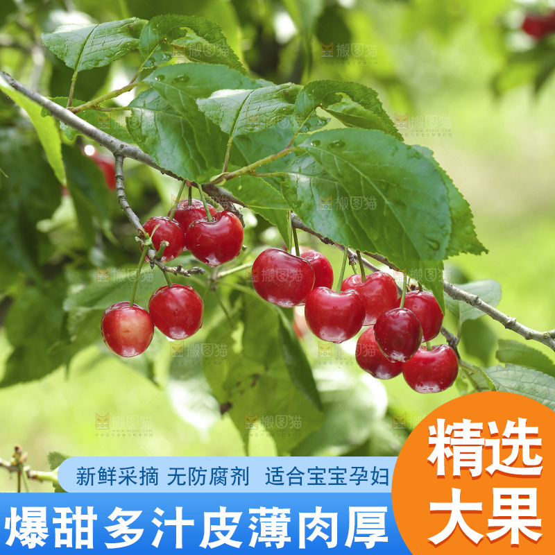 手里拿着新鲜大樱桃