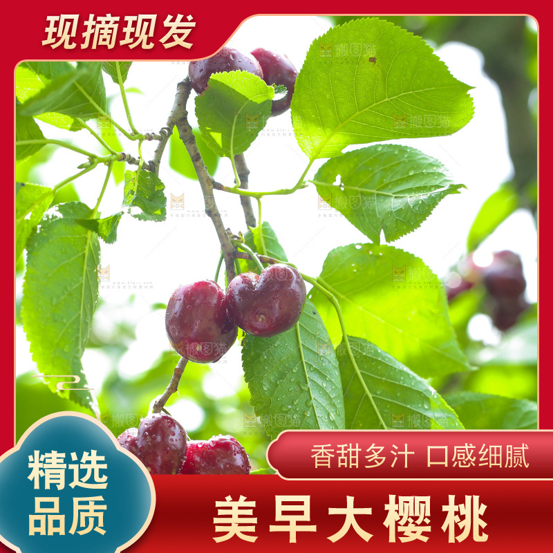 手里拿着新鲜大樱桃