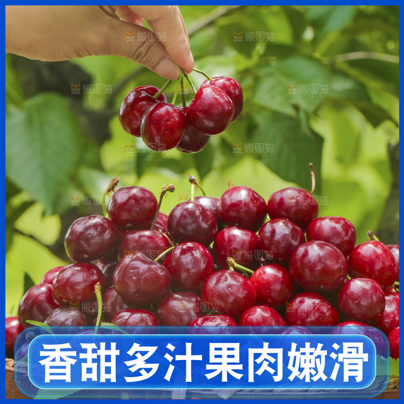 手里拿着新鲜大樱桃