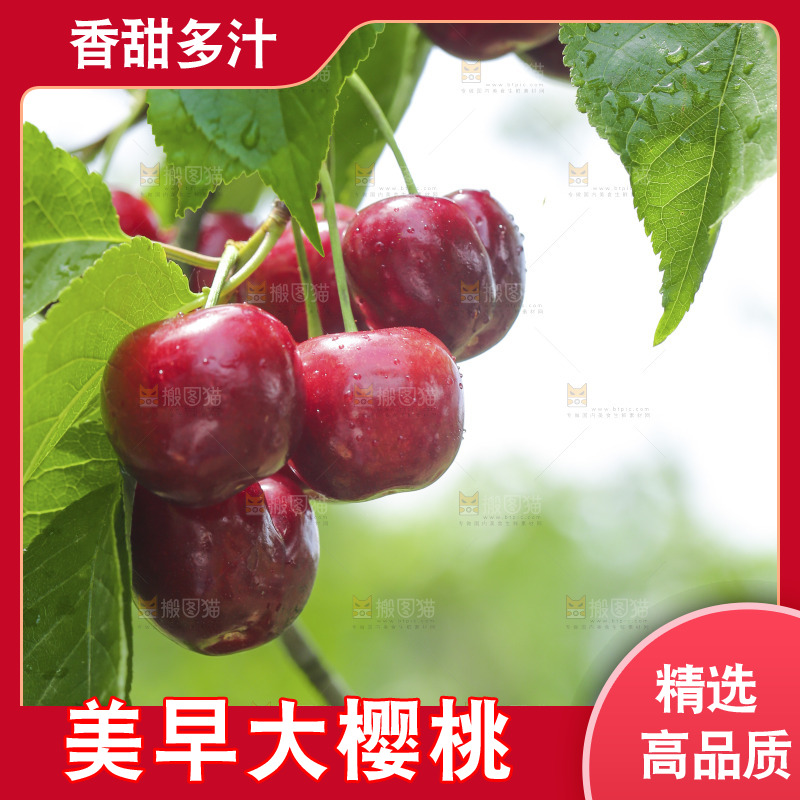 手里拿着新鲜大樱桃