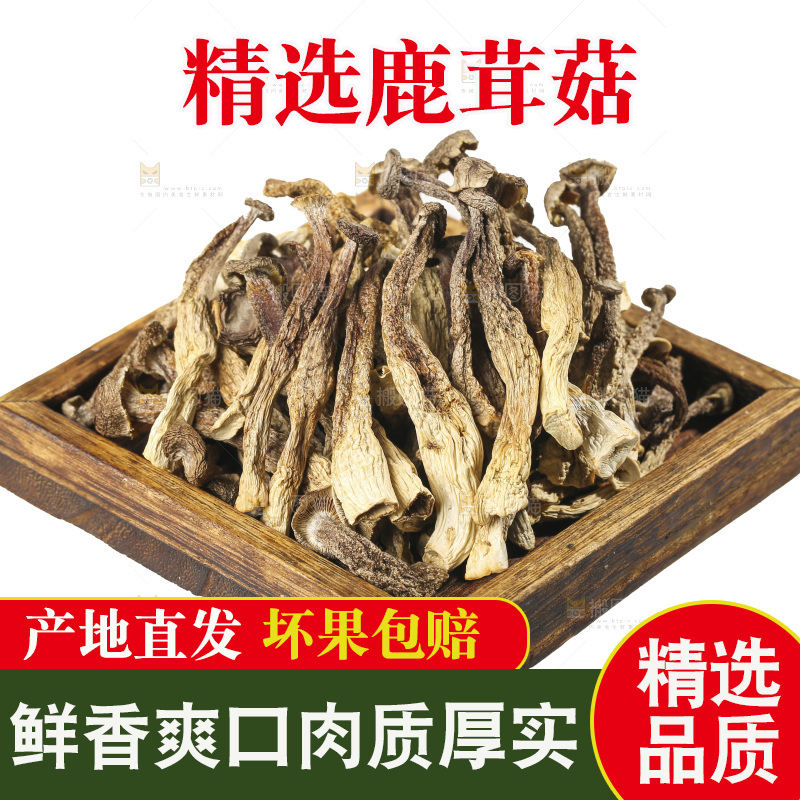 白底上的鹿茸菇