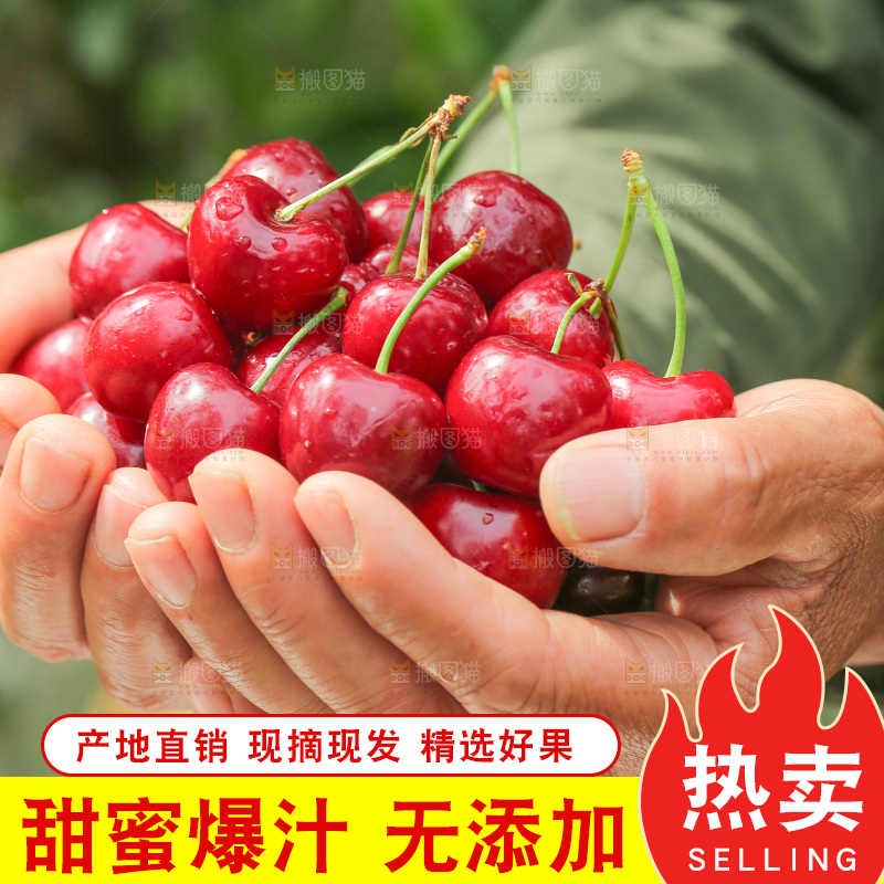手里拿着新鲜大樱桃