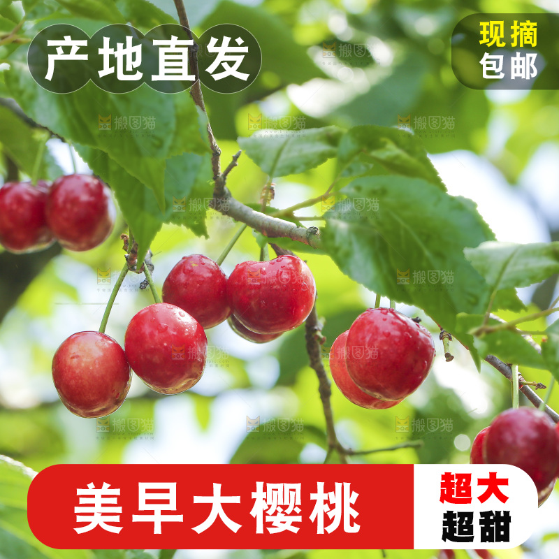 手里拿着新鲜大樱桃
