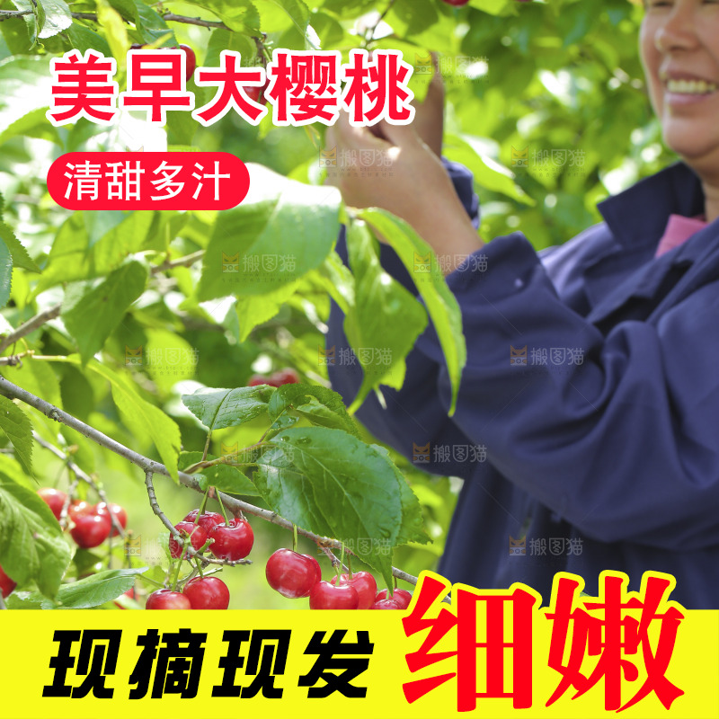 手里拿着新鲜大樱桃