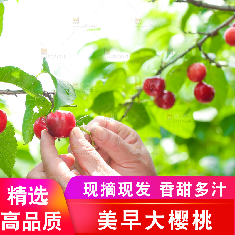 手里拿着新鲜大樱桃