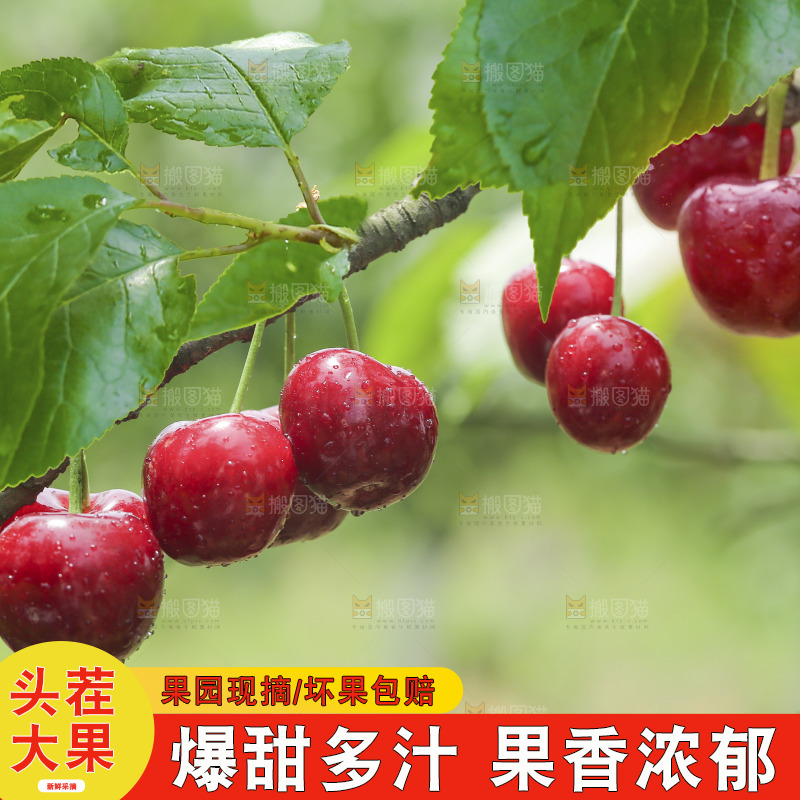 手里拿着新鲜大樱桃