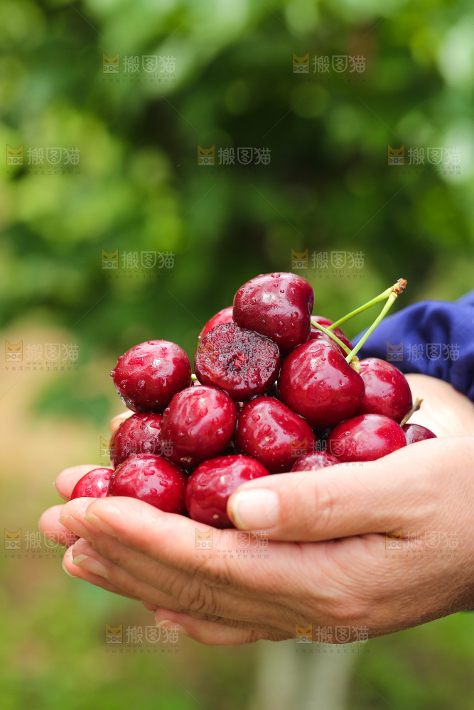 手里拿着新鲜车厘子