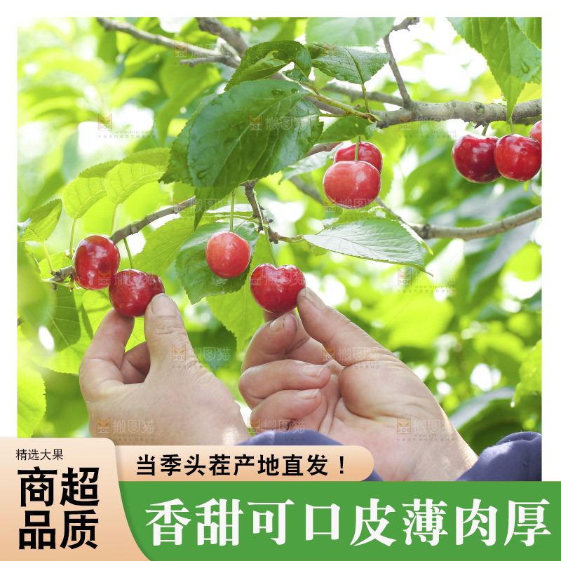 手里拿着新鲜大樱桃