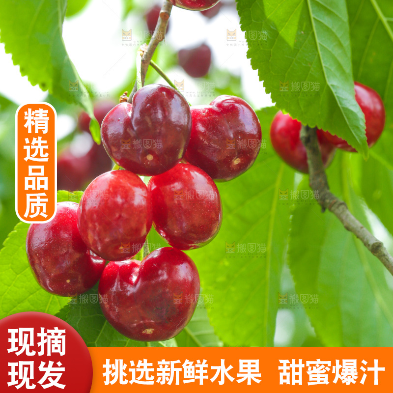 手里拿着新鲜大樱桃