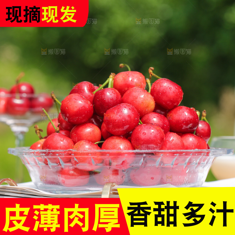 手里拿着新鲜大樱桃