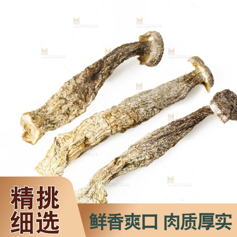 白底上的鹿茸菇