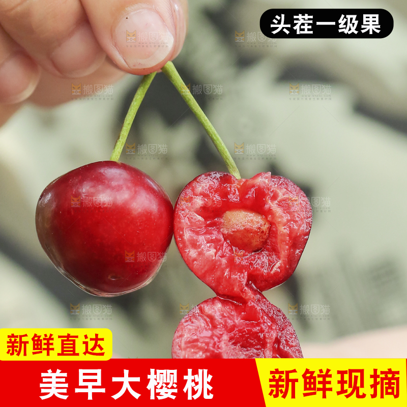 手里拿着新鲜大樱桃