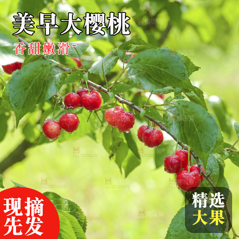 手里拿着新鲜大樱桃