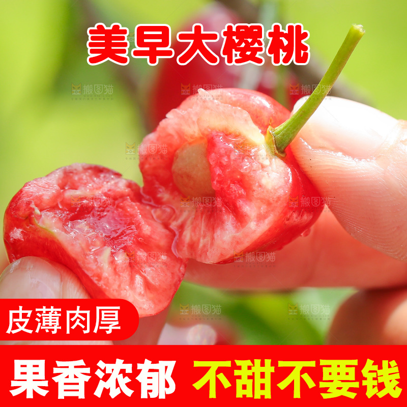 手里拿着新鲜大樱桃
