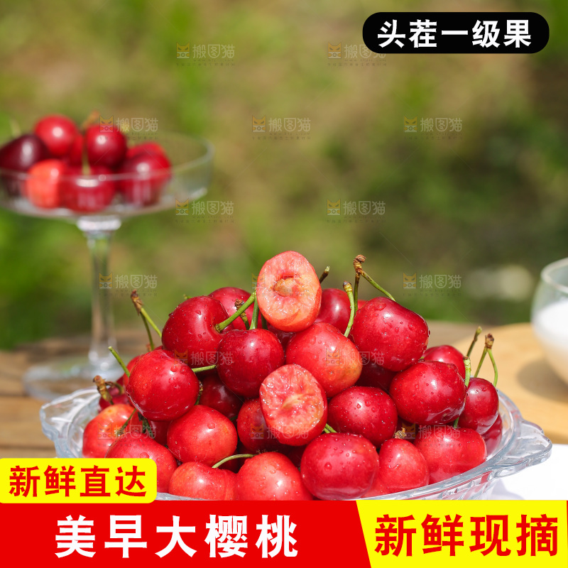 手里拿着新鲜大樱桃