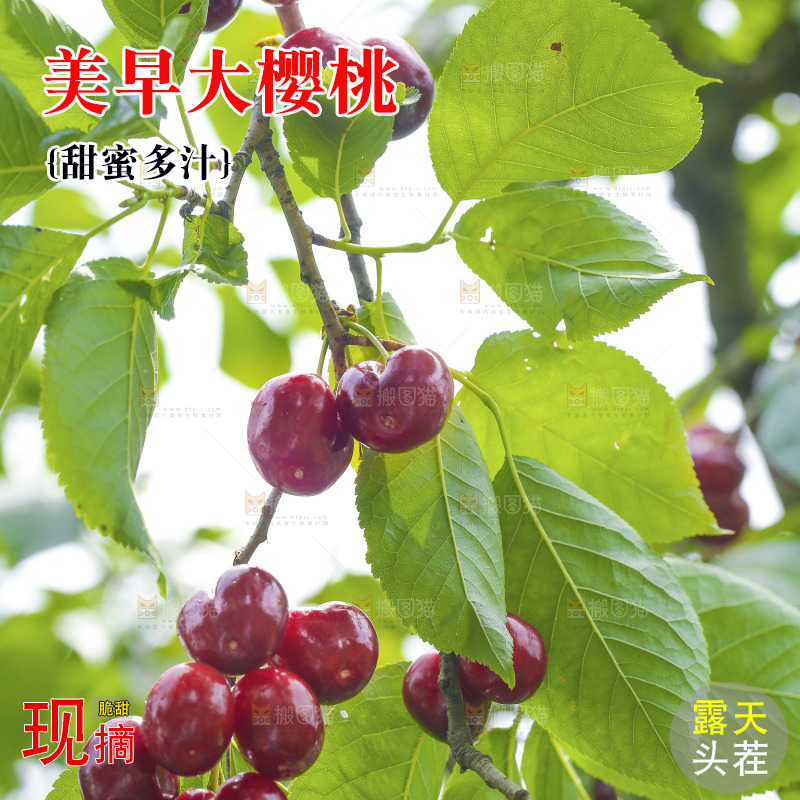 手里拿着新鲜大樱桃