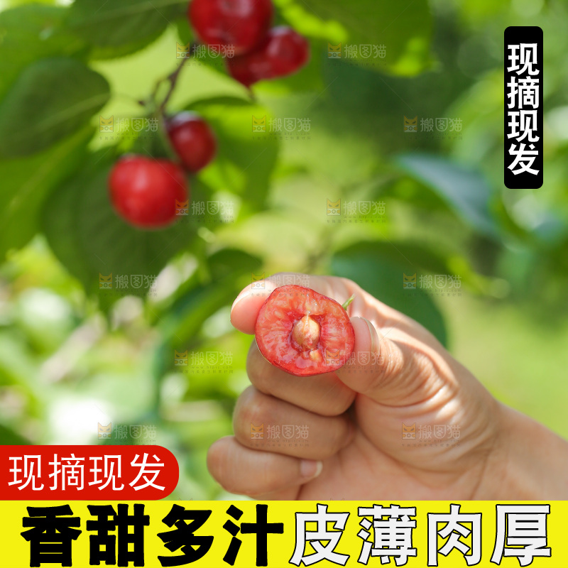 手里拿着新鲜大樱桃