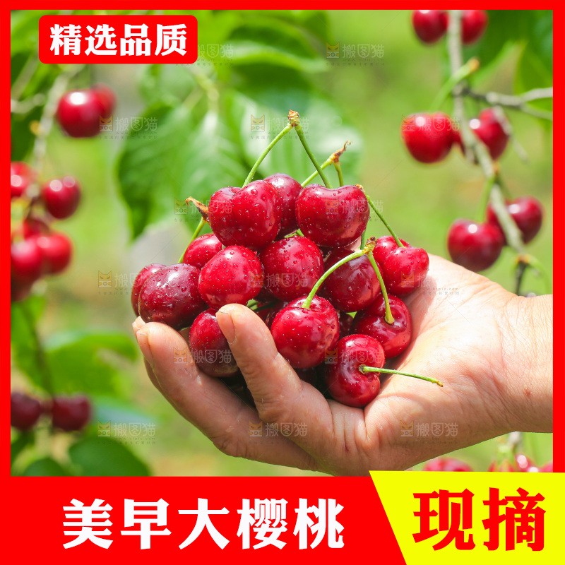 手里拿着新鲜大樱桃