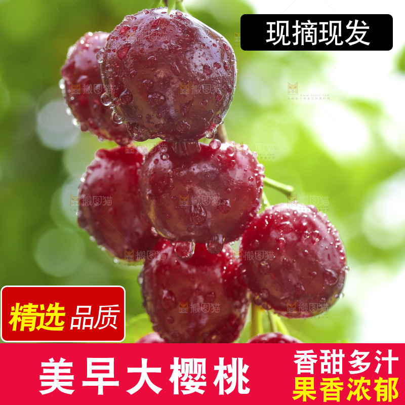 手里拿着新鲜大樱桃