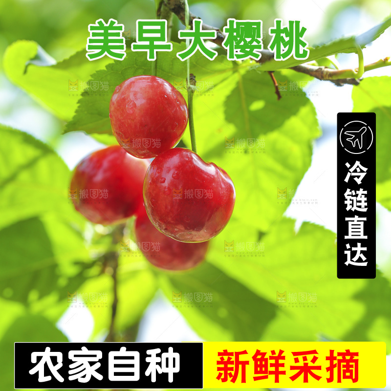 手里拿着新鲜大樱桃