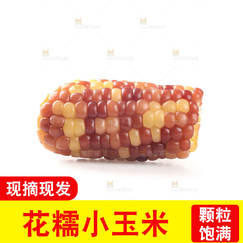 白底上的小花糯玉米