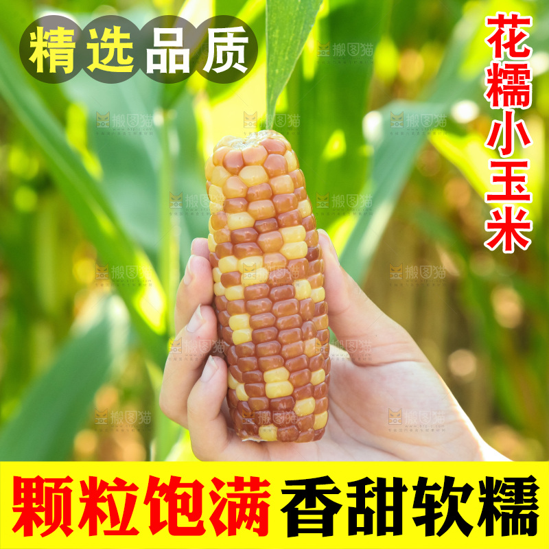 手里拿着小花糯玉米