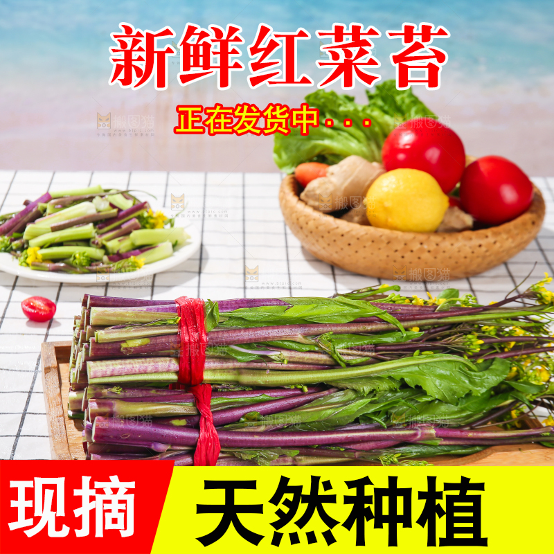 浅底上的红菜苔