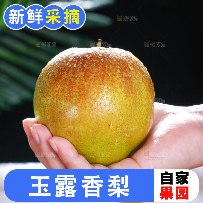 深底上的玉露香梨