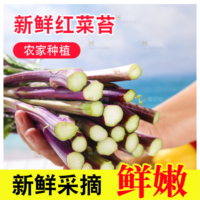 浅底上的红菜苔