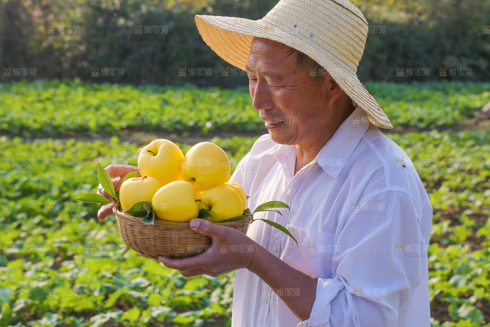 手里拿着黄元帅苹果