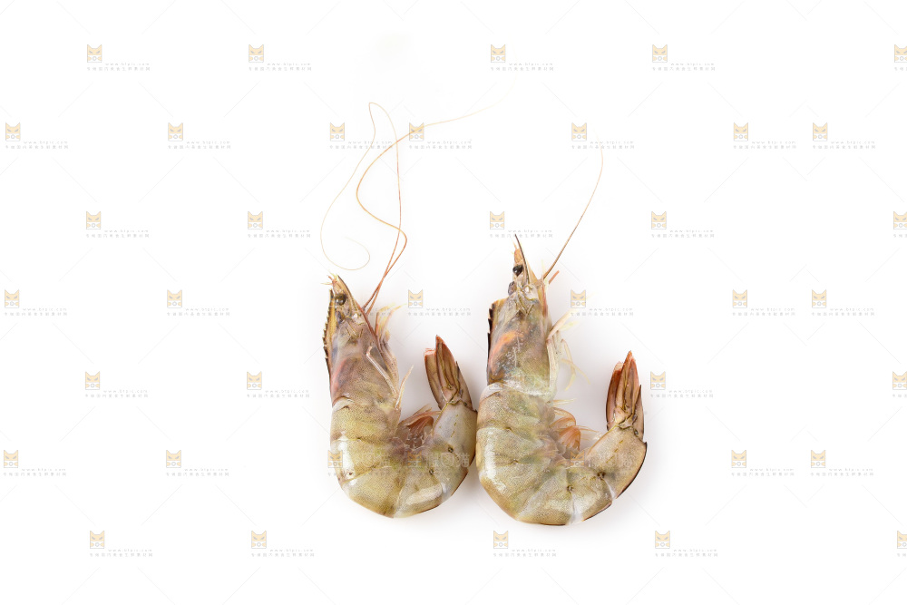 白底上的大虾
