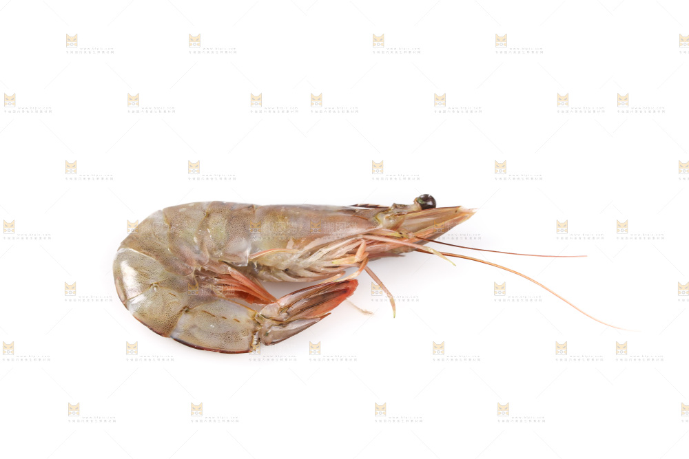 白底上的大虾