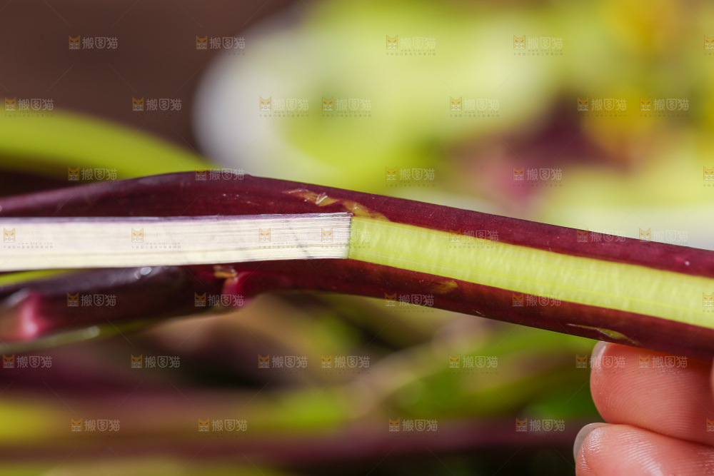 深底上的红菜苔