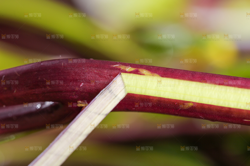 深底上的红菜苔