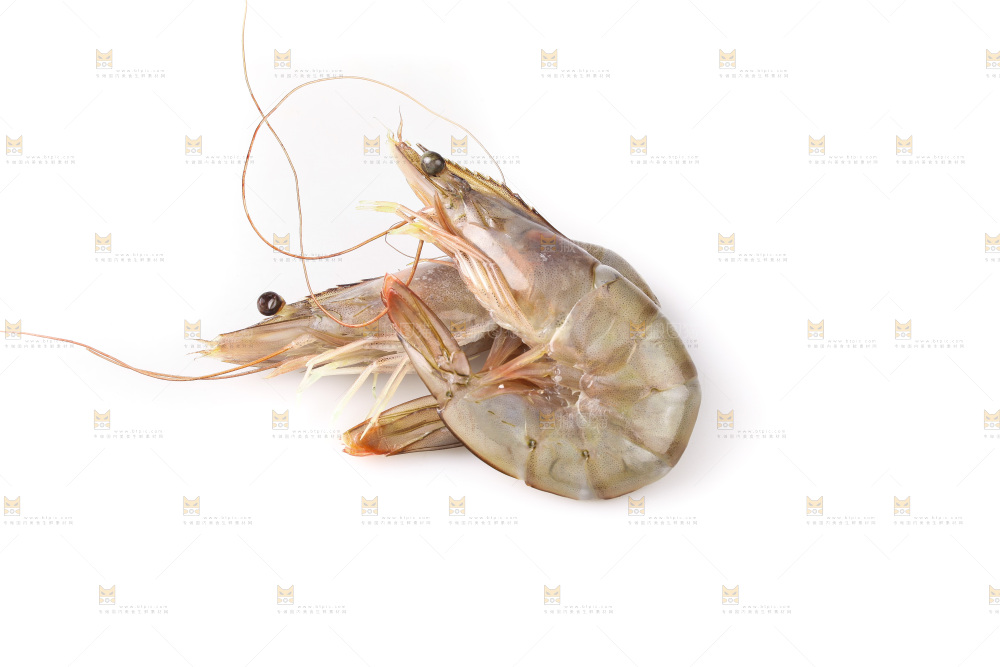 白底上的大虾