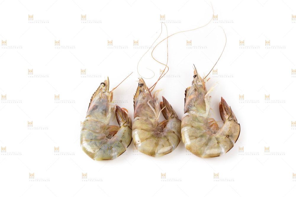 白底上的大虾