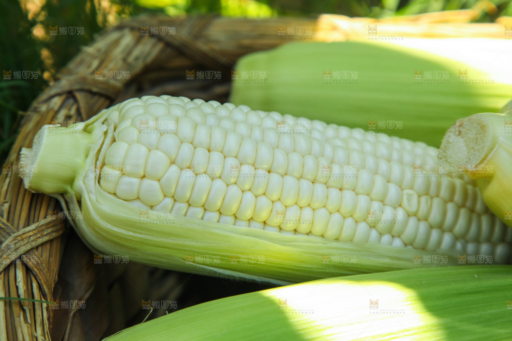 手里拿着牛奶玉米