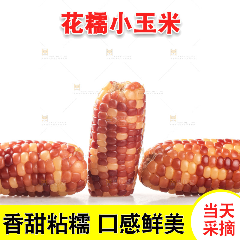 白底上的小花糯玉米