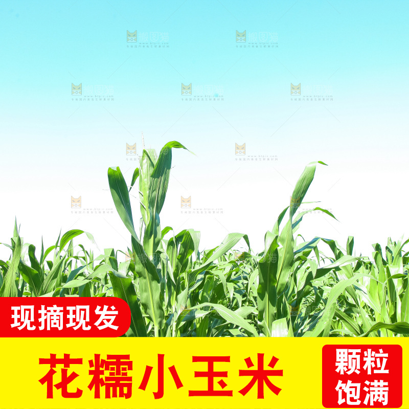 手里拿着小花糯玉米