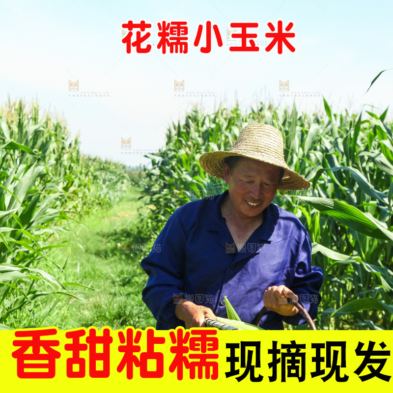 手里拿着小花糯玉米