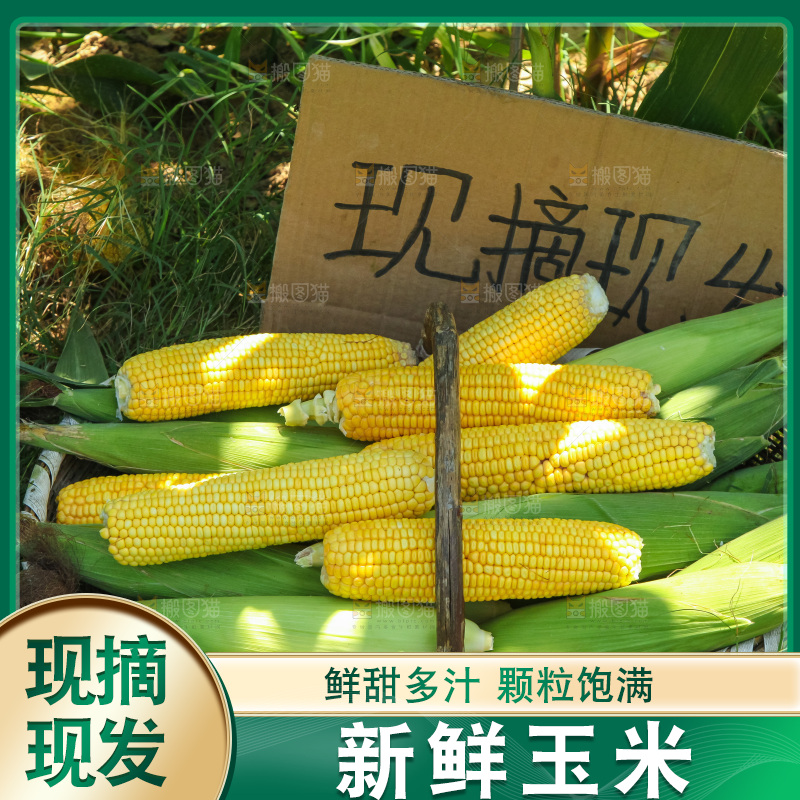 地里的黄玉米