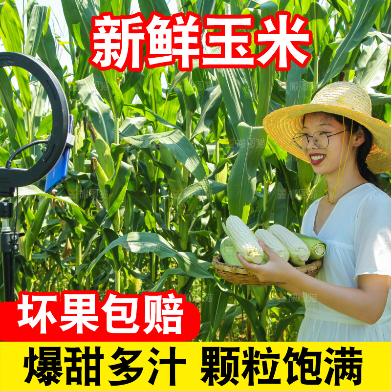手里拿着牛奶玉米