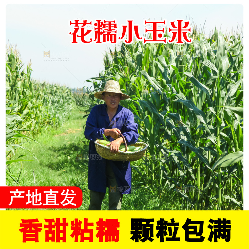手里拿着小花糯玉米