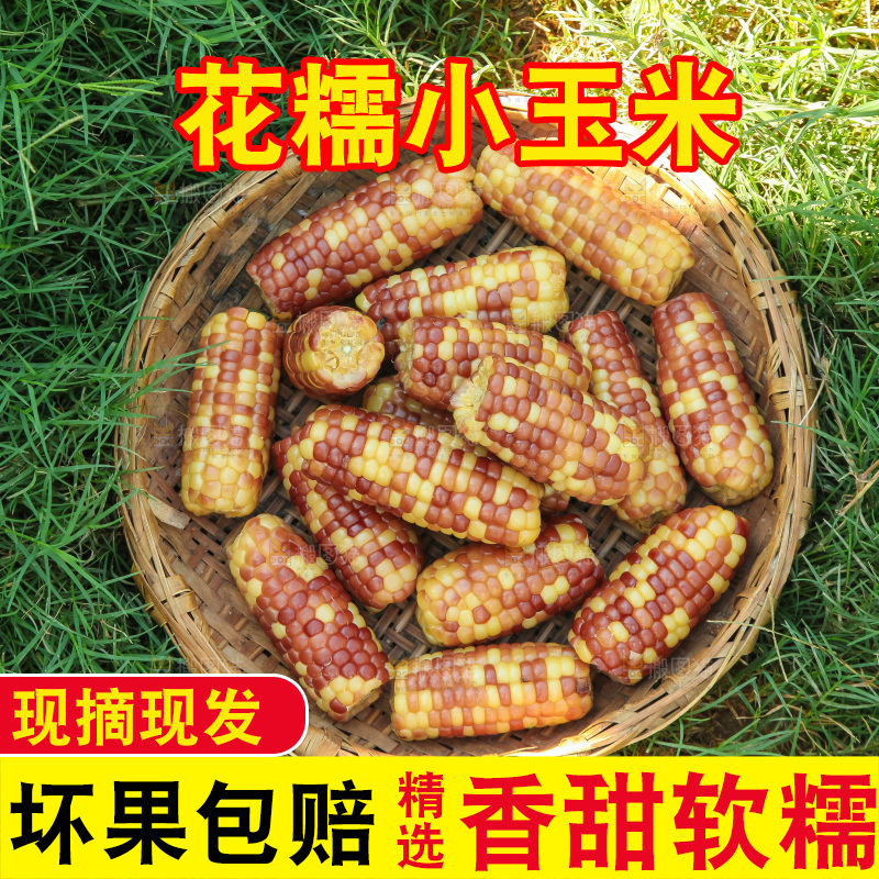 手里拿着小花糯玉米