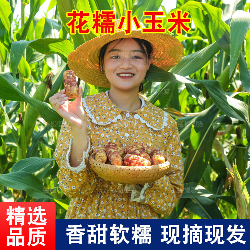 手里拿着小花糯玉米