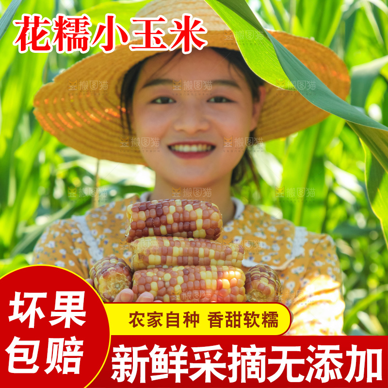手里拿着小花糯玉米