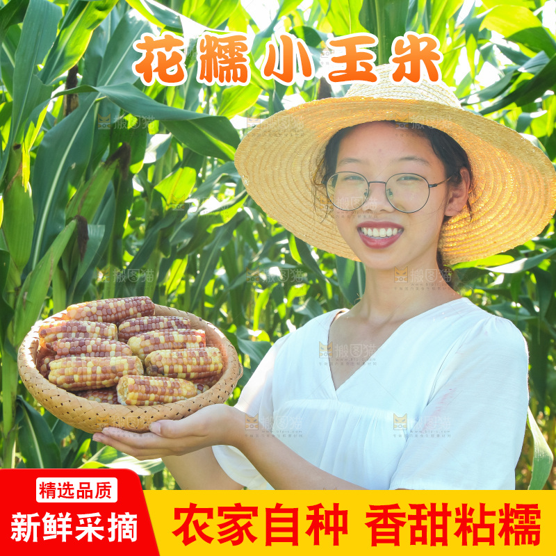 手里拿着小花糯玉米