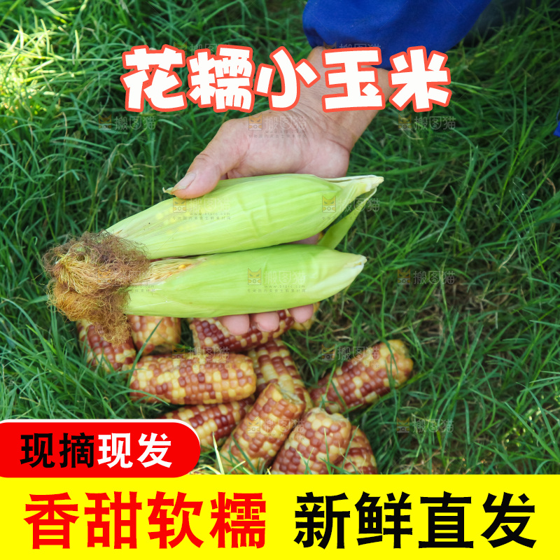 手里拿着小花糯玉米